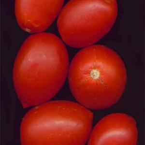 TOMATO 'AMISH PASTE' - Lycopersicon esculentum