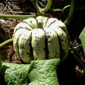 PUMPKIN 'Sweet Dumpling' - Cucurbita pepo