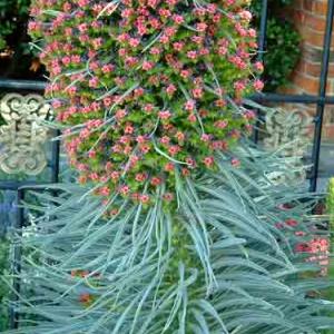 PINK TOWER OF JEWELS - Echium wildpretii