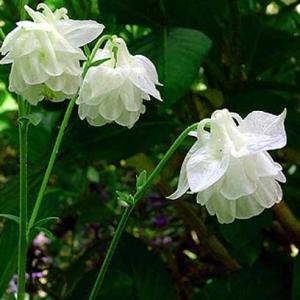 WHITE DOUBLE COLUMBINE - Aquilegia vulgaris plena 'Alba'