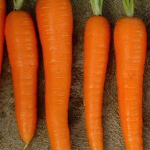 CARROT 'Manchester Table' - Daucas carota ssp. sativus