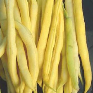 BEAN - BUSH 'Cherokee Wax' (Butter) - Phaseolus vulgaris