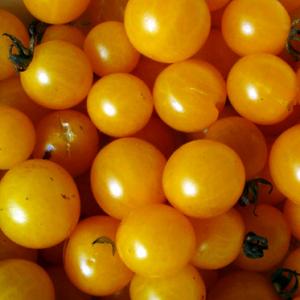 TOMATO 'Broad Ripple Currant' - Lycopersicon esculentum