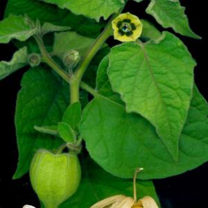 CAPE GOOSEBERRY - Physalis peruviana