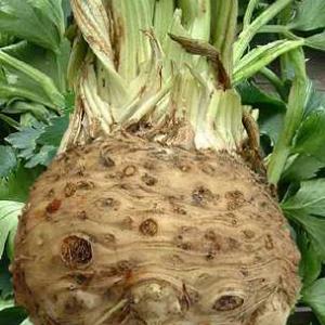 Celeriac 'White Alabaster' - Apium graveolens var. rapaceum