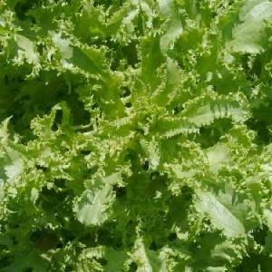 ENDIVE 'Green Curled' - Cichorium endiva