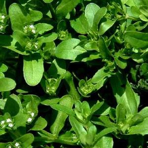 CORN SALAD (Lambs Lettuce) - Valerianella locusta