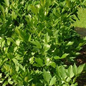 LOVAGE - Levisticum officinale