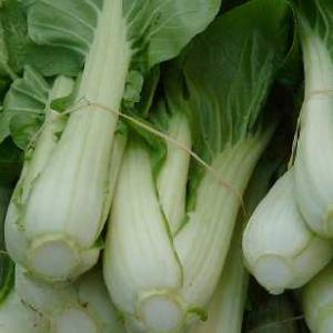 Pak Choi 'Cantong White' - Brassica rapa ssp. chinensis