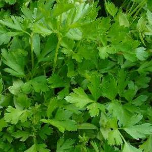 PARSLEY  ITALIAN - Petroselinum crispum