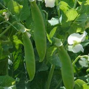 PEAS  -  SNOW Oregon Giant ‘Snowman’ - Pisum sativum macrocarpon