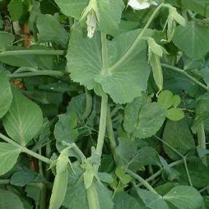 PEAS - SUGAR SNAP 'Cascadia' - Pisum sativum var. sativum