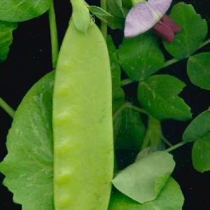 PEAS - SNOW PEA 'Yukomo Giant' - Pisum sativum macrocarpon