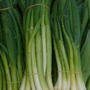 Spring Onion, Classic Bunching - Allium fistulosum