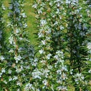 ROSEMARY - Rosmarinus officinalis