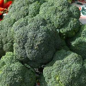 BROCCOLI 'DI CICCO' - Brassica oleracea var. italica