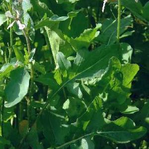 ROCKET, Salad - Eruca sativa