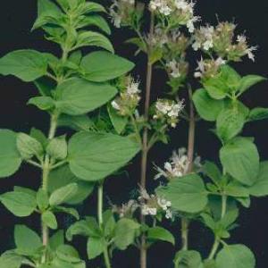 OREGANO, Green - Origanum vulgare