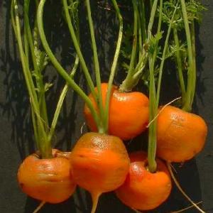 CARROT 'French Round' - Daucus carota ssp.sativus