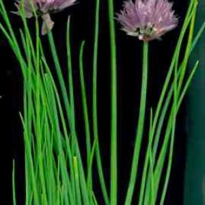 CHIVES - Allium schoenoprasum