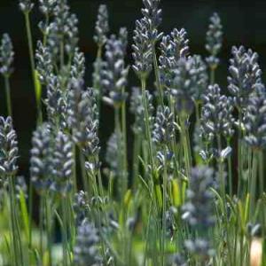 LAVENDER ENGLISH - Lavandula officinalis