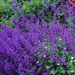 Catmint