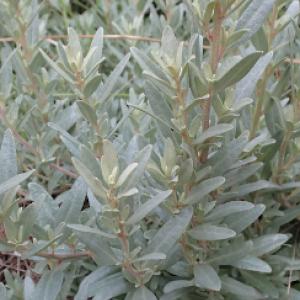 saltbush pic