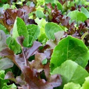 Fancy Lettuce Mix