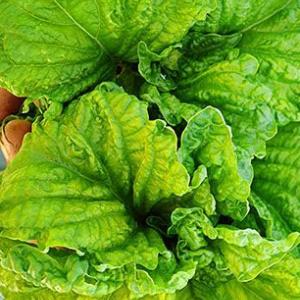 basil lettuce