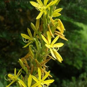 Asphodeline lutea