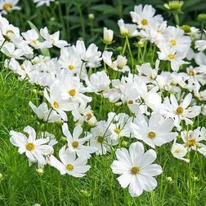 Cosmos White