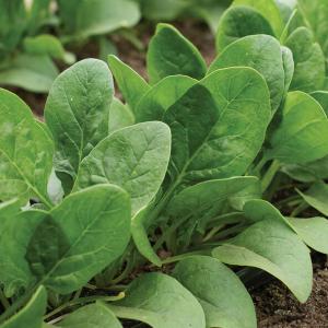 phSpinach Auroch