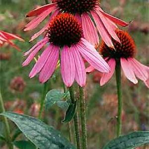 Cone Flower Purple