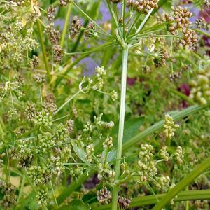 ANISE - Pimpinella anisum