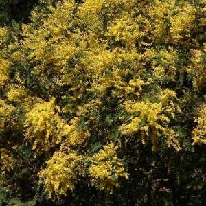 SILVER WATTLE - Acacia dealbata