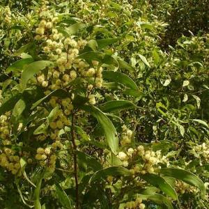 BLACKWOOD - Acacia melanoxylon