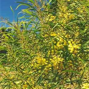 WIRALDA MIMOSA - Acacia provincialis