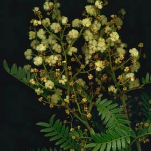 SUNSHINE WATTLE - Acacia terminalis