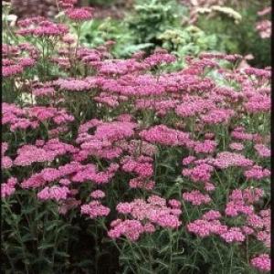 Cerise Yarrow - Achillea millefolium ‘Cerise Queen’