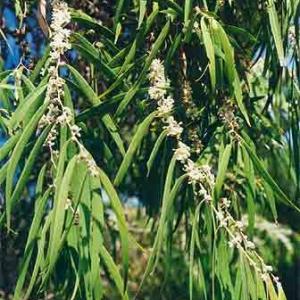 WILLOW MYRTLE - Agonis reflexuosa