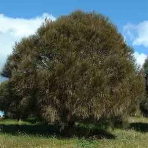 DROOPING SHE OAK - Allocasurina verticillata