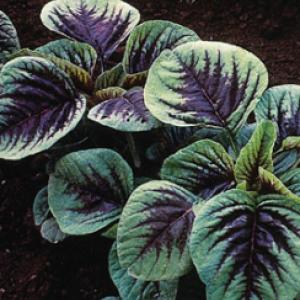 Amaranthus Vegetable ‘Red Leaf ’  - Amaranthus tricolour