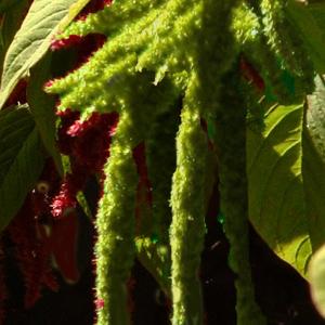 Love Lies Bleeding (Green) - Amaranthus caudatus ‘Viridus’