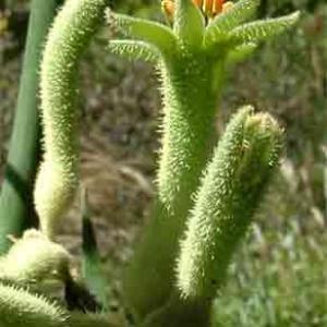 TALL GREEN KANGAROO PAW - Anigozanthos flavidus 'Green'