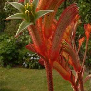 TALL RED KANGAROO PAW - Anigozanthos flavidus 'Red'