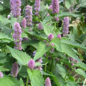 ANISE HYSSOP - Agastache foeniculum