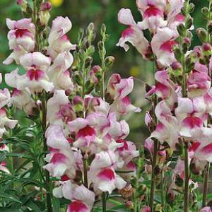 Snap Dragons ‘Lucky Lips’ - Antirrhinum majus ‘Lucky Lips'