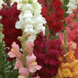 Snap Dragons - Antirrhinum majus 'Panorama Mixed'