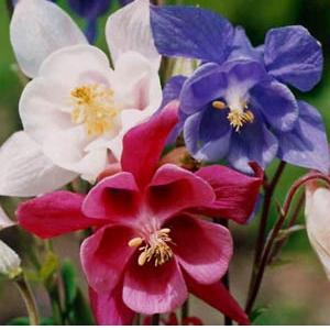 COLUMBINE 'Grandmother's Garden' - Aquilegia vulgaris 'Grandmother's Garden'