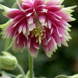 Columbine ‘Nora Barlow’ - Aquilegia vulgaris 'Nora Barlow'